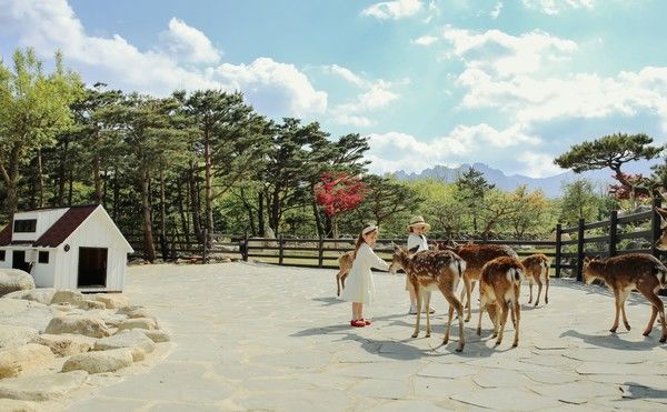 [서울=뉴시스] 켄싱턴리조트 설악밸리 사슴 먹이주기 체험. (사진=이랜드파크 제공) *재판매 및 DB 금지