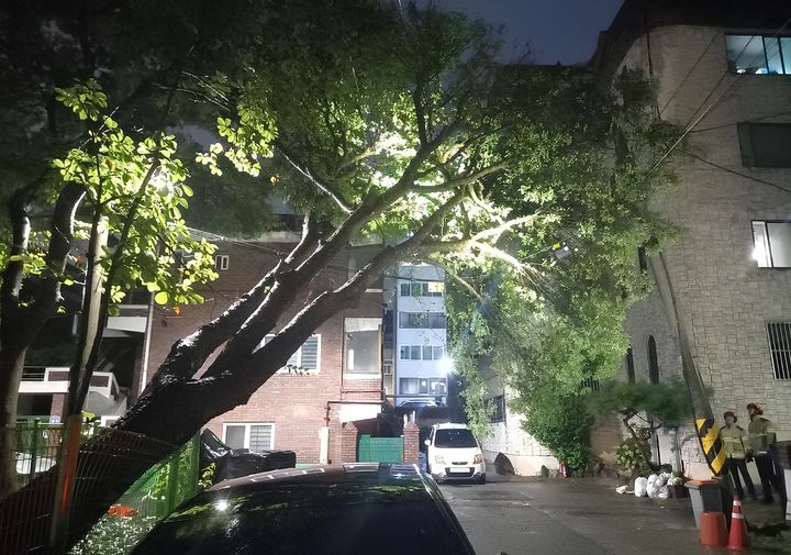 [용인=뉴시스] 밤사이 많은 비가 내리면서 용인시 기흥구에서 나무가 쓰러졌다는 신고가 접수돼 소방이 안전조치에 나섰다. (사진=경기도소방재난본부 제공) 2025.09.13. photo@newsis.com *재판매 및 DB 금지