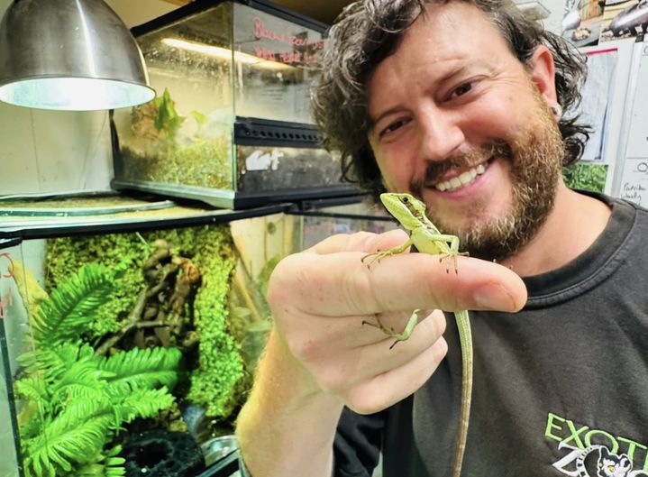 [서울=뉴시스] 영국의 텔퍼드이그조틱 동물원에서 암컷 동부 투구머리이구아나가 수컷의 정자 없이 낳은 알 가운데 8마리가 부화했다. (사진 = 텔퍼드이그조틱동물원) 2025.09.13. *재판매 및 DB 금지