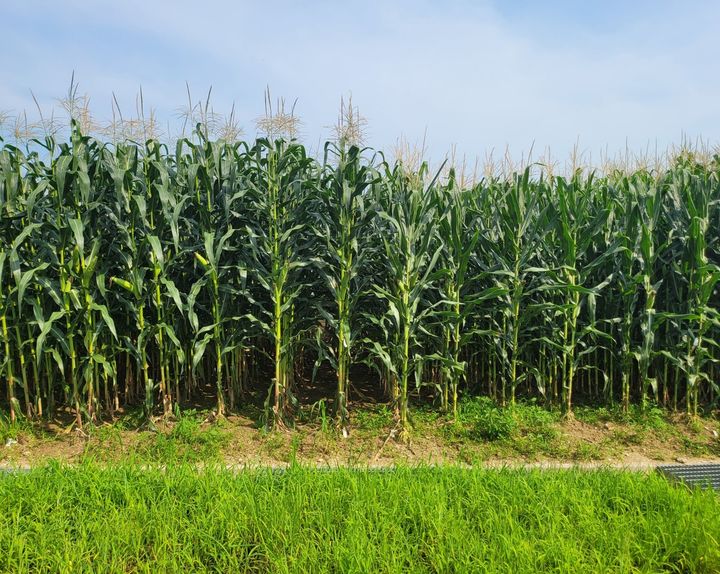 [세종=뉴시스] 농촌진흥청은 수입종과 비교해 가격·수량 우위에 있는 국산 사료용 옥수수의 특성과 종자 신청 방법을 14일 소개했다. 사진은 광평옥 2호(왼쪽)와 광평옥 식물체. (사진=농진청 제공) 2025.09.13. photo@newsis.com *재판매 및 DB 금지
