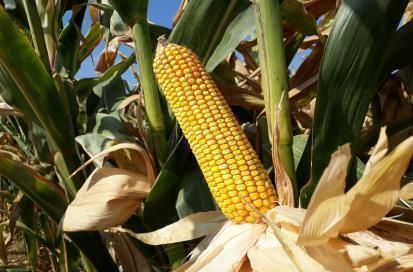 [세종=뉴시스] 농촌진흥청은 수입종과 비교해 가격·수량 우위에 있는 국산 사료용 옥수수의 특성과 종자 신청 방법을 14일 소개했다. 사진은 다청옥. (사진=농진청 제공) 2025.09.13. photo@newsis.com *재판매 및 DB 금지