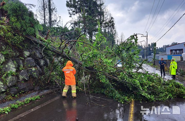 [서귀포=뉴시스] 13일 제주 서귀포시 토평동 인근 도로 옆 나무가 쓰러져 소방당국이 출동해 안전조치하고 있다. (사진=제주도소방안전본부 제공) 2025.09.13. photo@newsis.com *재판매 및 DB 금지