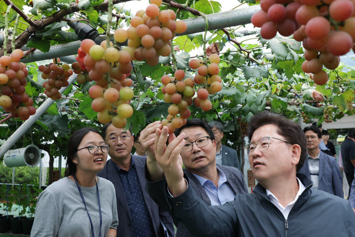 [세종=뉴시스] 농촌진흥청은 이승돈 청장이 지난 12일 경기 화성시 송산면에 있는 포도 스마트팜 선도 농가 ㈜농업회사법인 팜스토리를 방문해 국내 육성 신품종 포도 재배 현황과 데이터에 기반한 농장 운영 상황을 살폈다고 14일 밝혔다. (사진=농진청 제공) 2025.09.14. photo@newsis.com *재판매 및 DB 금지