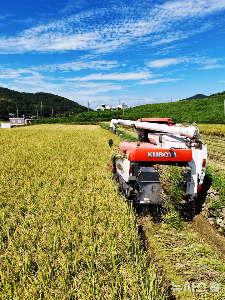 [남해=뉴시스] 차용현 기자 = 농민이 콤바인을 이용해 벼를 수확하고 있다. 2025.09.14. con@newsis.com