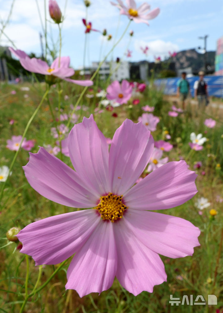 [서울=뉴시스] 추상철 기자 = 완연한 가을날씨를 보인 14일 오후 서울 종로구 열린송현 녹지광장에 코스모스가 활짝 펴 있다. 2025.09.14. scchoo@newsis.com
