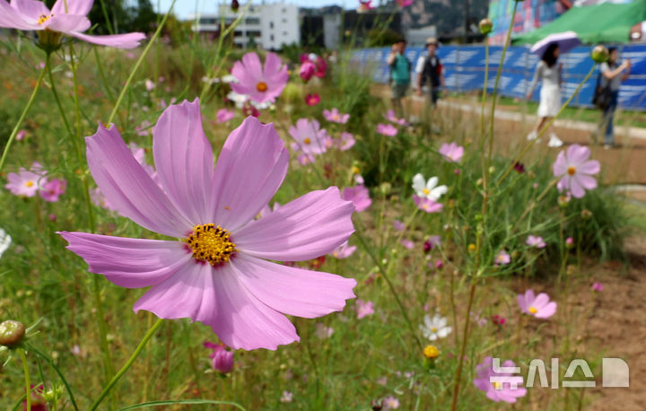 [서울=뉴시스] 추상철 기자 = 완연한 가을날씨를 보인 14일 오후 서울 종로구 열린송현 녹지광장에 코스모스가 활짝 펴 있다. 2025.09.14. scchoo@newsis.com