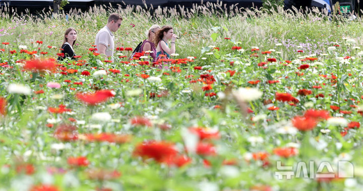 [서울=뉴시스] 추상철 기자 = 완연한 가을날씨를 보인 14일 오후 서울 종로구 열린송현 녹지광장에서 외국인 관광객이 가을꽃 사이를 지나고 있다. 2025.09.14. scchoo@newsis.com