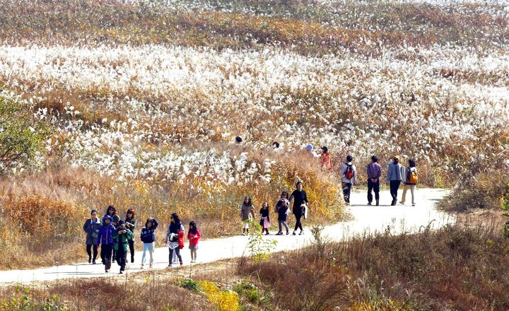 충주 비내섬의 가을 *재판매 및 DB 금지