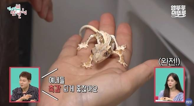 한지은 반려 도마뱀 '모니'
