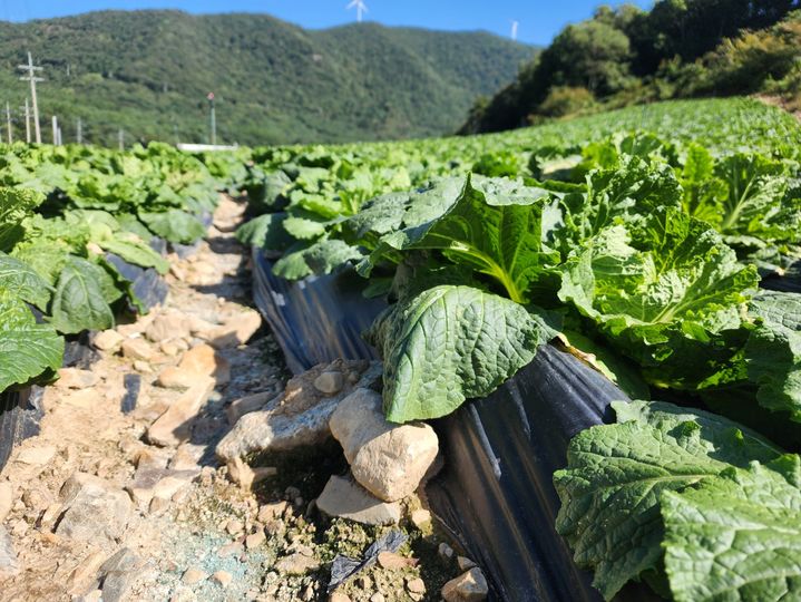 [강릉=뉴시스[ 배추밭.(사진=뉴시스DB)photo@newsis.com *재판매 및 DB 금지