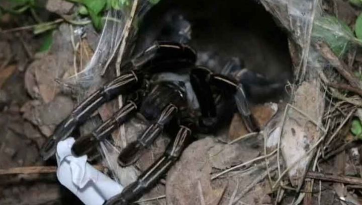 [뉴시스] 태국 중부 앙통주의 한 사원에서 거대 타란툴라가 복권 번호를 선택하는 전통 의식이 열리면서 수십 명의 인파가 몰렸다. (사진 = 타이거 캡처) 2025.09.15. *재판매 및 DB 금지