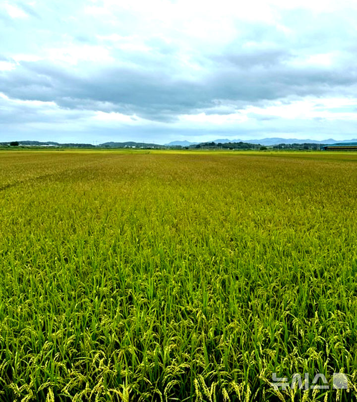 [나주=뉴시스] 이창우 기자=고온성 곰팡이균이 원인인 '깨씨무늬병' 창궐한 나주 반남면 벼재배단지. (사진=독자 제공) 2025.09.15. photo@newsis.com *재판매 및 DB 금지