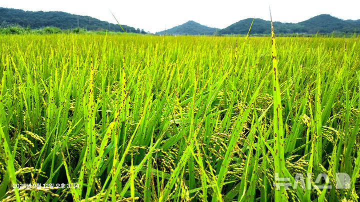 [나주=뉴시스] 이창우 기자=고온성 곰팡이균이 원인인 '깨씨무늬병' 창궐한 나주 반남면 벼재배단지. (사진=독자 제공) 2025.09.15. photo@newsis.com *재판매 및 DB 금지