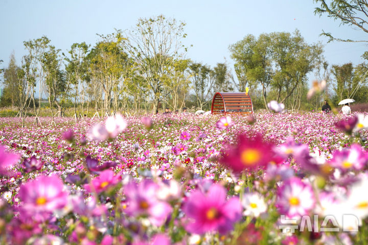 [나주=뉴시스] 전남 나주시가 영산강장원에 조성한 '1억송이 코스모스' 단지. 오는 8일 개막하는 영산강축제에 맞춰 만개할 것으로 예상된다. (사진=나주시 제공) photo@newsis.com
