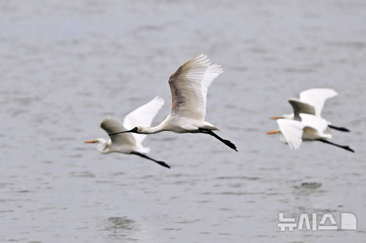 가스公, 생물 다양성 보전 활동 성과…멸종위기 저어새 개체수 늘어