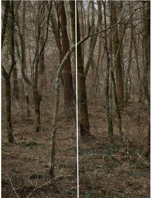 정희승, Untitled_from the series Wilder_Courtesy of Gallery Baton *재판매 및 DB 금지