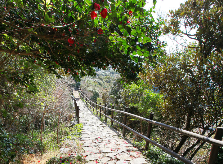  [서울=뉴시스] 여수 거문도 수월산 일원 동백꽃 핀 탐방로 (사진=국가유산청 제공) 2025.09.16. photo@newsis.com *재판매 및 DB 금지