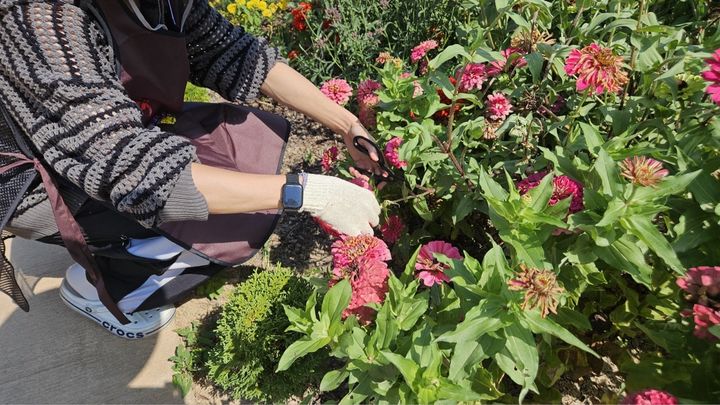 [세종=뉴시스]농촌진흥청 '식물 재배 관리-꺾꽂이 활동' 관련 사진. (사진=농진청 제공) *재판매 및 DB 금지