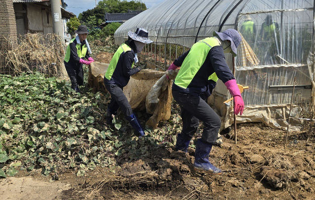 [세종=뉴시스]농협 임직원들이 수해 피해로 무너진 비닐하우스를 철거하고 있다. (사진=농협중앙회 제공) *재판매 및 DB 금지