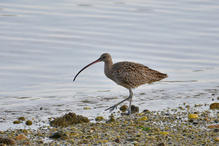[보성=뉴시스] 벌교 갯벌 찾은 알락꼬리마도요. (사진 제공 = 보성군). 2025.09.16. photo@newsis.com *재판매 및 DB 금지