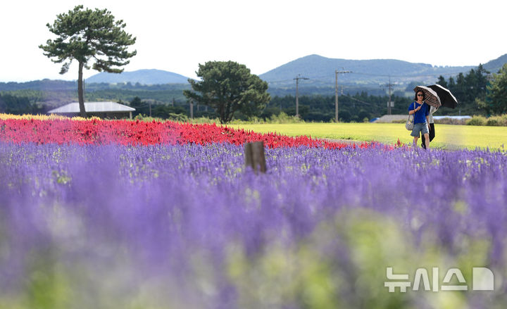 [서귀포=뉴시스] 우장호 기자 = 늦더위가 기승을 부리는 16일 오전 제주 서귀포시 표선면 보롬왓 들판에 보라사루비아와 촛불맨드라미가 절정을 이뤄 시선을 사로잡고 있다. 2025.09.16. woo1223@newsis.com