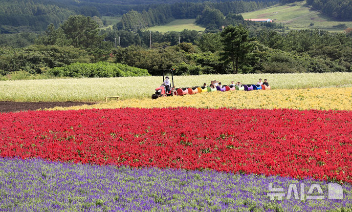[서귀포=뉴시스] 우장호 기자 = 늦더위가 기승을 부리는 16일 오전 제주 서귀포시 표선면 보롬왓에서 관람객을 태운 깡통기차가 보라사루비아와 촛불맨드라미가 절정을 이룬 들판을 달리고 있다. 2025.09.16. woo1223@newsis.com