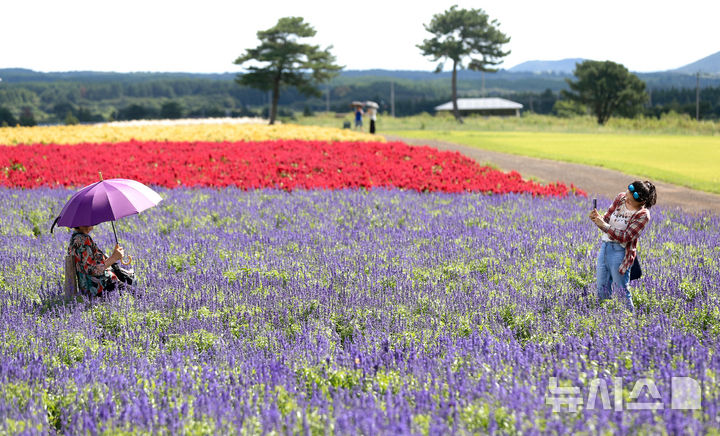 [서귀포=뉴시스] 우장호 기자 = 늦더위가 기승을 부리는 16일 오전 제주 서귀포시 표선면 보롬왓 들판에 보라사루비아와 촛불맨드라미가 절정을 이뤄 시선을 사로잡고 있다. 2025.09.16. woo1223@newsis.com