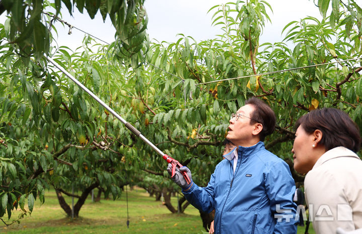 [세종=뉴시스] 고범준 기자 = 이재명 대통령이 16일 세종시 전동면 조일농원 복숭아 농장을 방문해 가지치기 체험을 하고 있다. (대통령실통신사진기자단) 2025.09.16. bjko@newsis.com