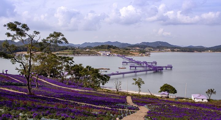[신안=뉴시스]퍼플섬 아스타꽃. (사진=신안군 제공) 2025.09.17. photo@newsis.com *재판매 및 DB 금지