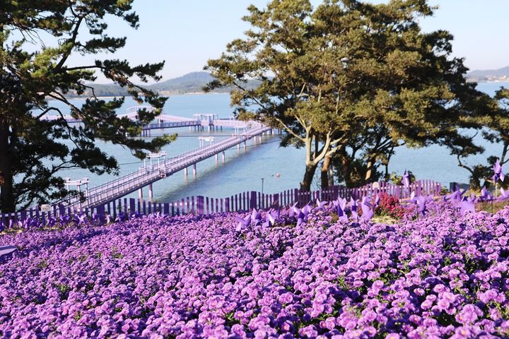 [신안=뉴시스]퍼플섬 아스타꽃. (사진=신안군 제공) 2025.09.17. photo@newsis.com *재판매 및 DB 금지