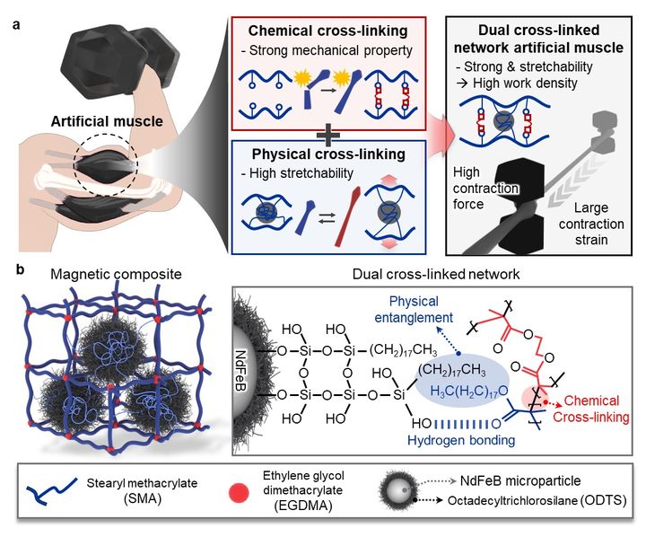 [울산=뉴시스] 구미현 기자 = 자기장을 가해서 움직일 수 있는 인공 근육의 내부 구조를 설명한 연구그림 (사진=UNIST 제공) 2025.09.17. photo@newsis.com *재판매 및 DB 금지