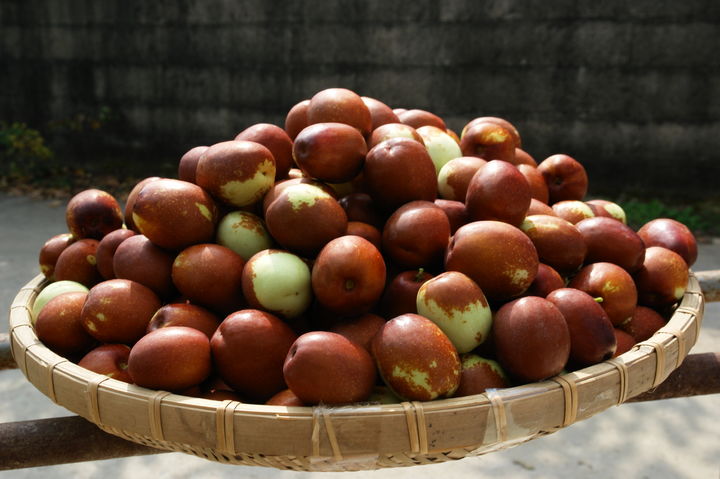 보은 대추(사진=보은군 제공) *재판매 및 DB 금지