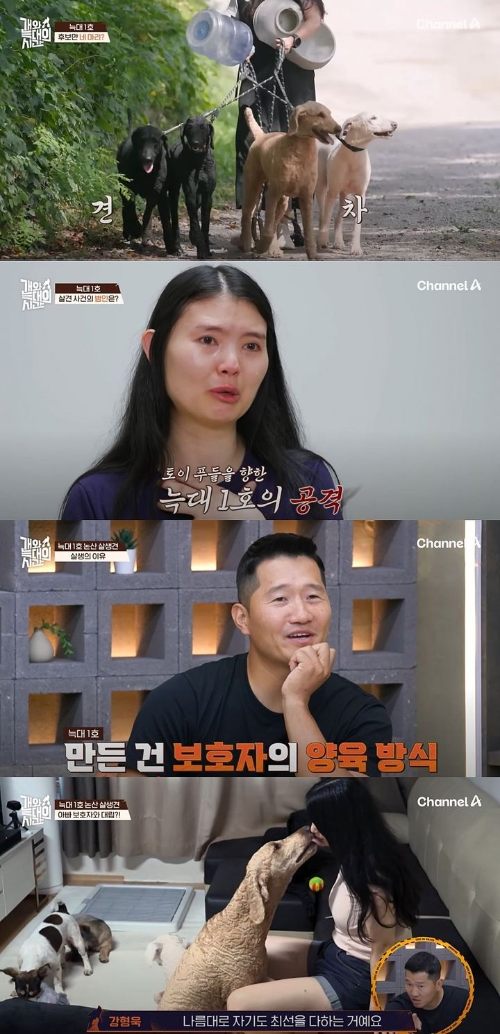 생후 2개월 푸들, 같은 집 개에 5분 만에 물려 죽었다