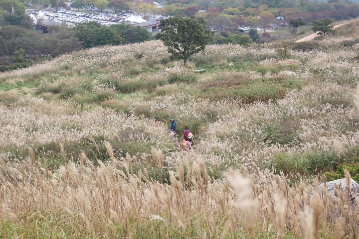 [합천=뉴시스] 합천 황매산 억새 (사진=합천군 제공) 2025. 09. 17. photo@newsis.com *재판매 및 DB 금지