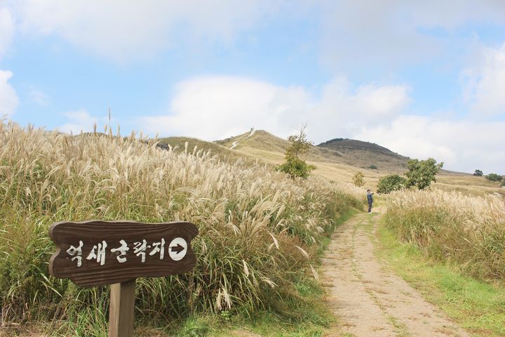 [합천=뉴시스] 합천 황매산 억새 (사진=합천군 제공) 2025. 09. 17. photo@newsis.com *재판매 및 DB 금지