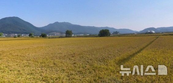 [김포=뉴시스] 보구곶리 들녘. (사진=김포시 제공) 2025.09.17. photo@newsis.com 
