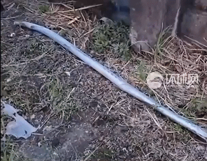 [뉴시스]경찰은 쇠막대가 앞서 달리던 대형 화물차에서 떨어져 승용차를 강타한 뒤 튕겨 버스로 날아든 것으로 보고 43세 화물차 운전사를 '위험 운전 혐의'로 체포했다.(영상=환구망 캡쳐).2025.09.17 *재판매 및 DB 금지