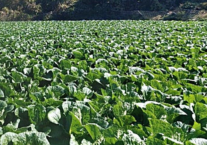 [평창=뉴시스] 고랭지 배추밭.  (사진=뉴시스 DB). photo@newsis.com  *재판매 및 DB 금지