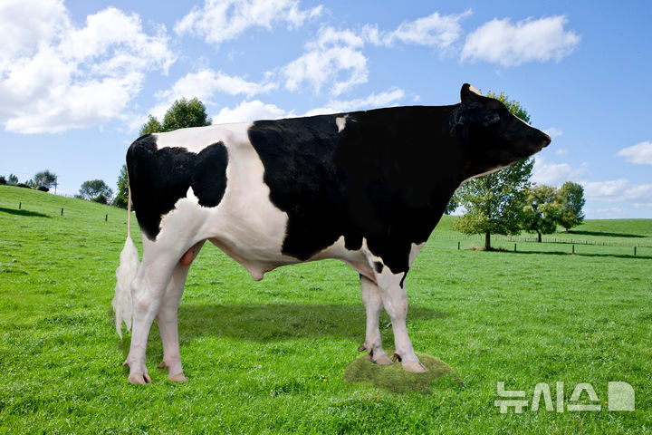 K-젖소 유전자원 몽골 진출…내년 상반기 첫 수출 예상