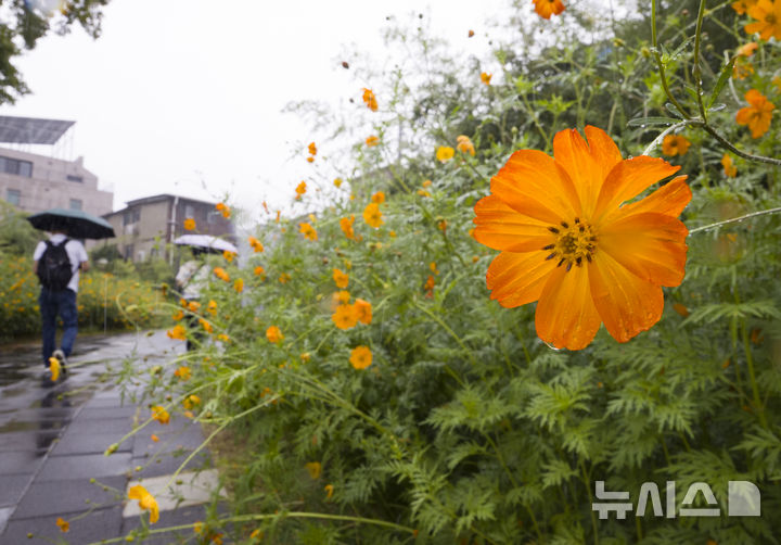 [서울=뉴시스] 김근수 기자 = 가을비가 내리는 17일 서울 종로구 송현공원 황화코스모스 밭에서 시민들이 우산을 쓰고 지나가고 있다. 2025.09.17. ks@newsis.com