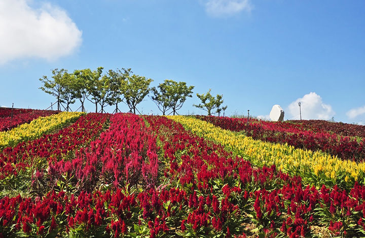 [신안=뉴시스]병풍도 맨드라미 정원. (사진=신안군 제공) 2025.09.18. photo@newsis.com *재판매 및 DB 금지