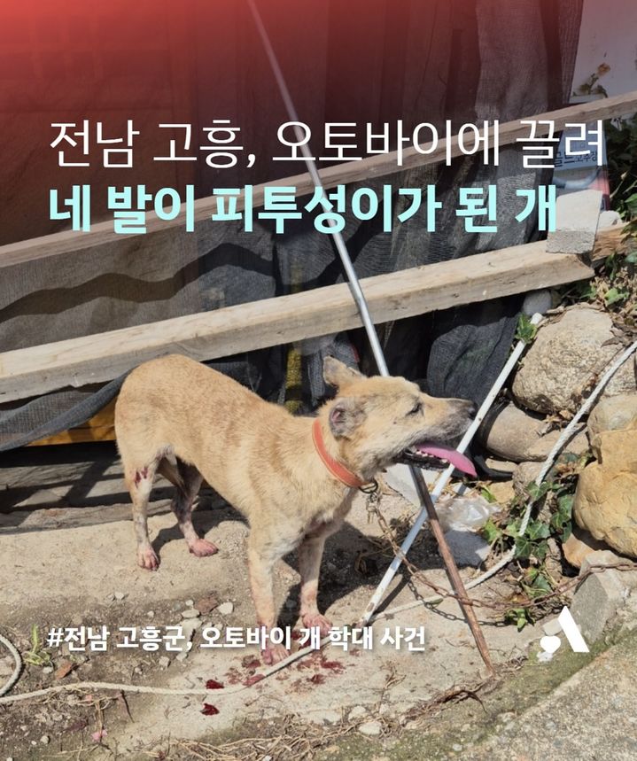 [고흥=뉴시스] 지난 16일 전남 고흥서 이륜차 매달려 끌려다니다 구조된 개. (사진=동물자유연대 SNS갈무리) 2025.09.18. photo@newsis.com *재판매 및 DB 금지