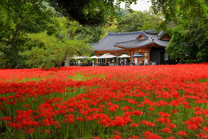 [고창=뉴시스] 붉은 융단을 깔아 놓은 것처럼 만개한 선운산 꽃무릇. *재판매 및 DB 금지