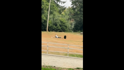 [서울=뉴시스] 캐나다의 한 공원에서 피크닉을 즐기던 커플 뒤로 야생 흑곰이 접근하는 아찔한 장면이 포착됐다. (사진=CBC 갈무리) 2025.09.18 *재판매 및 DB 금지