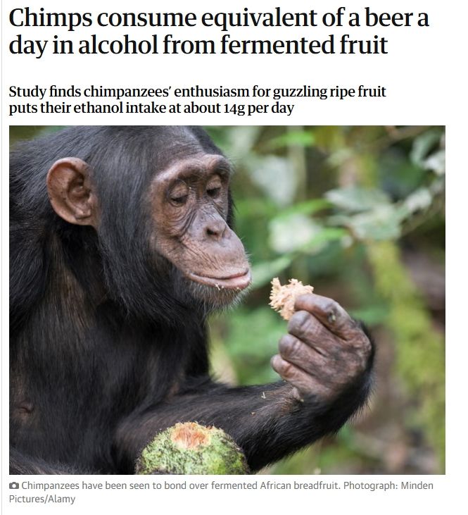 [서울=뉴시스] 야생 침팬지들이 자연 발효된 과일을 통해 매일 맥주 한 잔에 해당하는 알코올을 섭취하고 있다는 연구 결과가 나왔다. (사진: 더가디언 홈페이지 캡처) 2025.09.18.