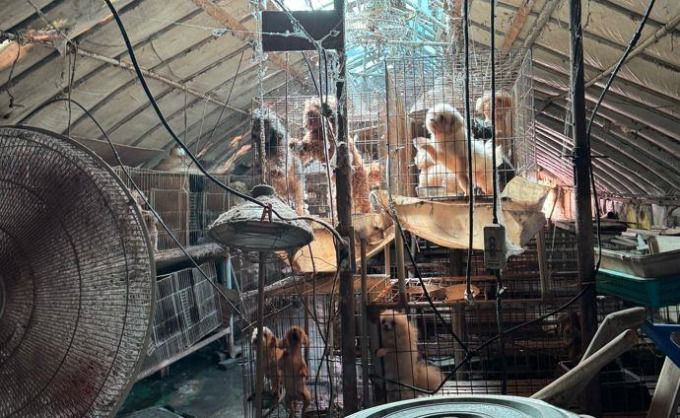 [세종=뉴시스] 다중 케이지에 갇힌 애견미용 실습견.(사진=세종시 제공) 2025.09.18. photo@newsis.com. *재판매 및 DB 금지