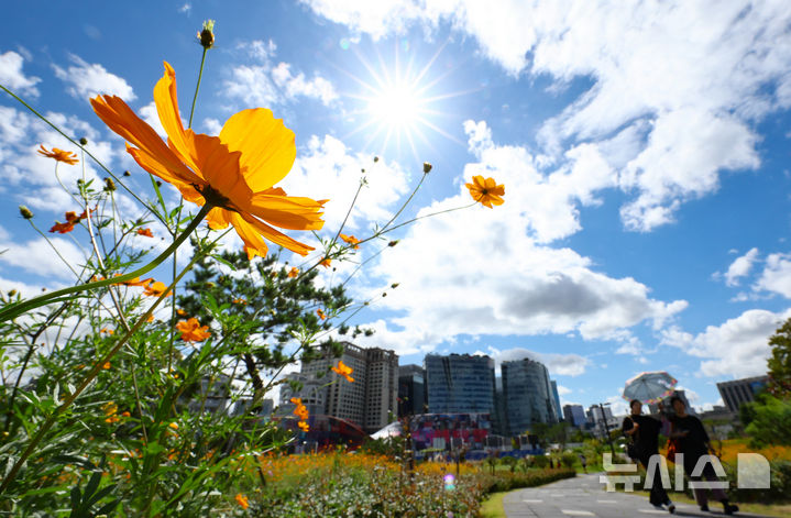 [서울=뉴시스] 황준선 기자 = 맑고 쾌청한 날씨를 보인 18일 오후 서울 종로구 송현녹지광장을 찾은 시민들이 코스모스밭을 산책하고 있다. 2025.09.18. hwang@newsis.com
