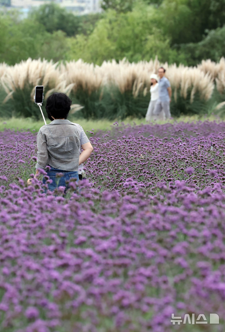  [부산=뉴시스] 하경민 기자 = 선선한 가을 날씨를 보인 18일 부산 강서구 대저생태공원을 찾은 시민들이 활짝 핀 버베나꽃과 팜파스그라스를 구경하고 있다. 2025.09.18. yulnetphoto@newsis.com