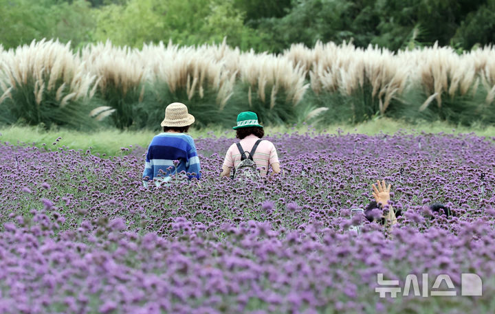  [부산=뉴시스] 하경민 기자 = 선선한 가을 날씨를 보인 18일 부산 강서구 대저생태공원을 찾은 시민들이 활짝 핀 버베나꽃과 팜파스그라스를 구경하고 있다. 2025.09.18. yulnetphoto@newsis.com