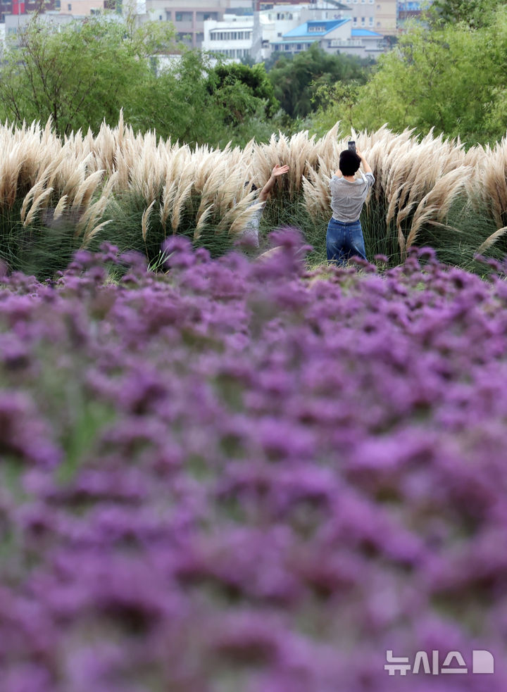  [부산=뉴시스] 하경민 기자 = 선선한 가을 날씨를 보인 18일 부산 강서구 대저생태공원을 찾은 시민들이 활짝 핀 버베나꽃과 팜파스그라스를 구경하고 있다. 2025.09.18. yulnetphoto@newsis.com